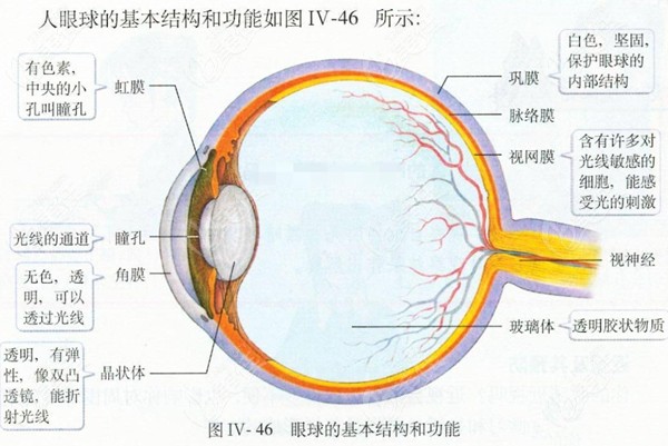 人体眼球结构图www.236z.com